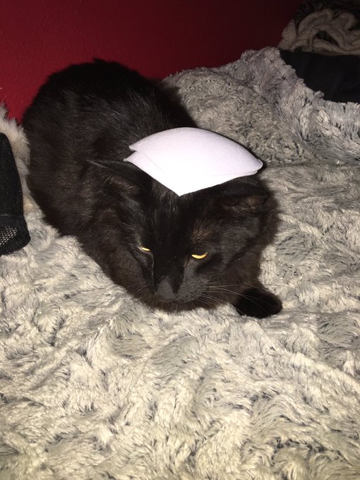 while there's over 100 people @ my house here I am , playing with my cat in my room https://t.co/LqA