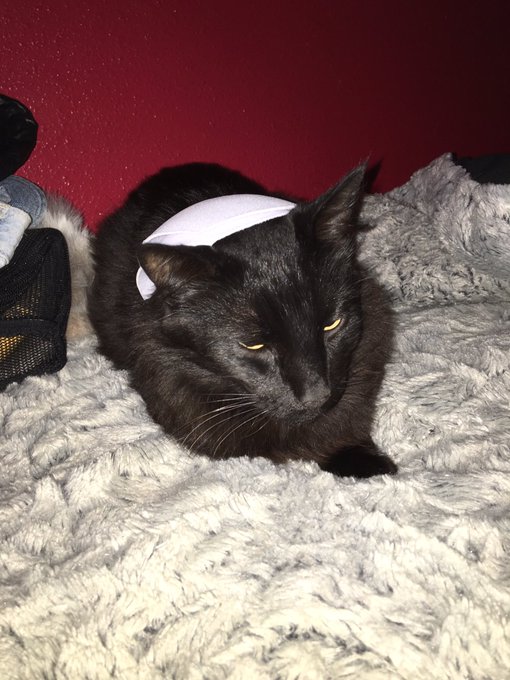 while there's over 100 people @ my house here I am , playing with my cat in my room https://t.co/LqA
