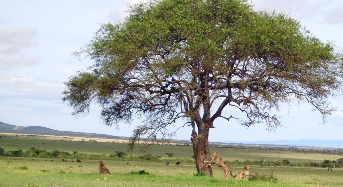 OlarroLodge's tweet photo. The Return of the Cheetahs.

#OlarroLodge #Cheetah #MaasaiMara #WhenInKenya #Africa #Wilderness #ExploreKenya #Kenya https://t.co/g6XuBU9ldC
