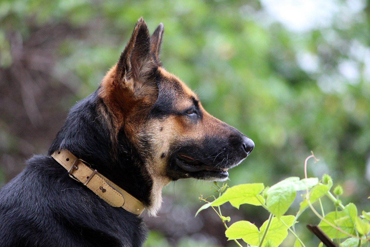 Berti_and_Ernie's tweet photo. It is my duty to be watchful! #dogfriends https://t.co/bZGBzYFk3W