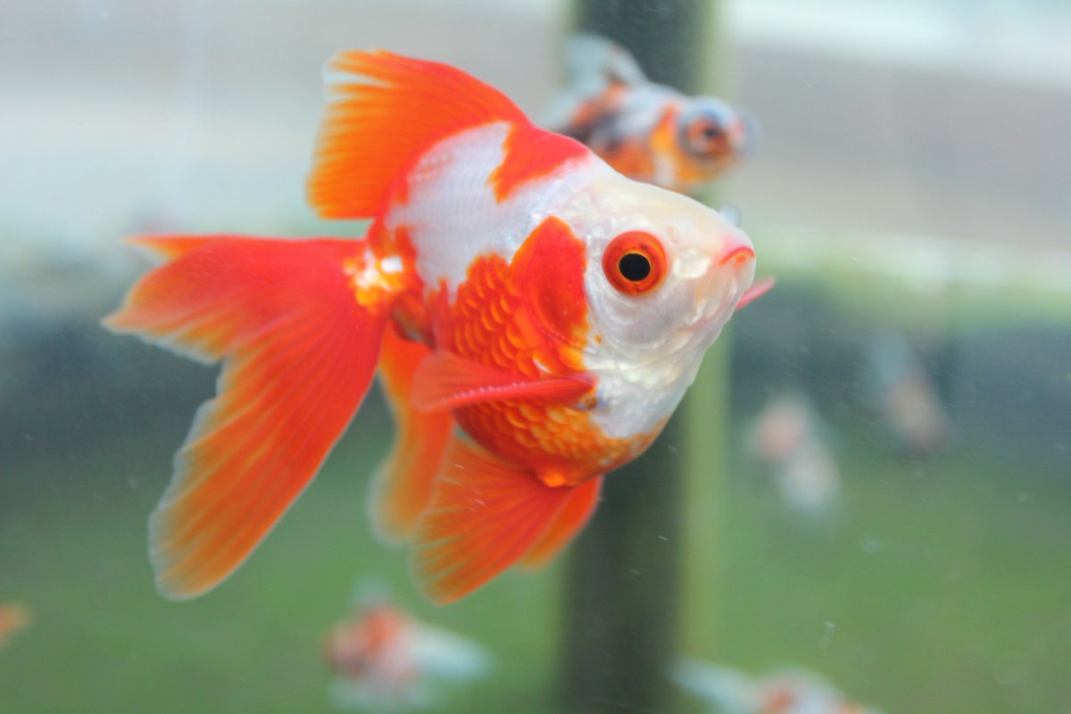 公式 アクアマリンふくしま 金魚を初めて飼う方向けの飼育入門講座 金魚カフェ初級編 の参加者を募集中 参加者には当館産まれの卵または稚魚と なんと 水槽や餌などの飼育セットも差し上げます ご応募お待ちしております T Co 7x7hfmvve4 公式 アクアマリンふくしま 金魚を初めて飼う方向けの飼育入門講座 金魚カフェ初級編 の参加者を募集中 参加者には当館産まれの卵または稚魚と なんと 水槽や餌などの飼育セットも差し上げます ご応募お待ちしております T Co 7x7hfmvve4