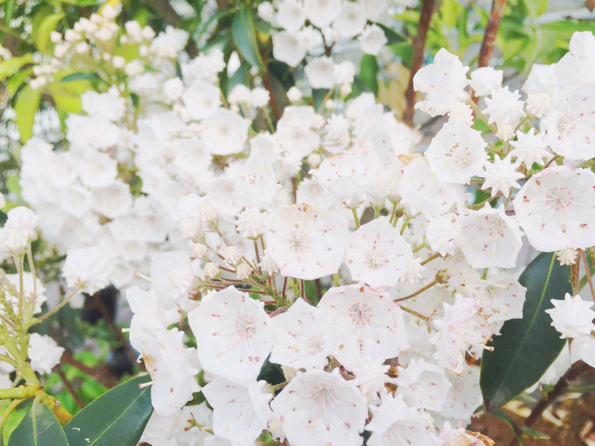 Neo Himeism Twitterissa 白いカルミア 金平糖状の蕾がかわいい初夏の花です 植物 花 カルミア Coregraphy Photography 写真好きな人と繋がりたい Iphone越しの私の世界 写真で伝えたい私の世界 Neo Himeism Twitterissa 白いカルミア 金平糖状の蕾がかわいい初夏の花です 植物 花 カルミア Coregraphy Photography 写真好きな人と繋がりたい Iphone越しの私の世界 写真で伝えたい私の世界