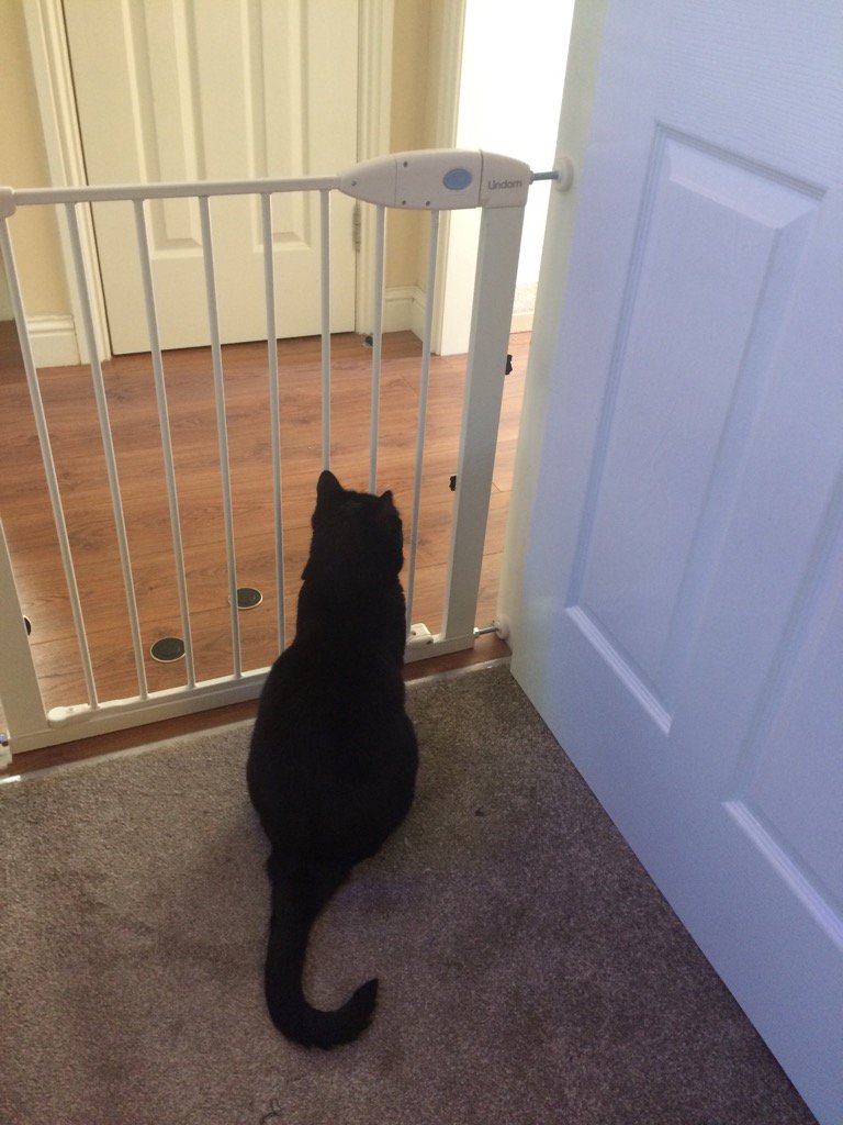MoragSievwright's tweet photo. Please release me let me go ... Wee Zac's after me. #PoorRuby https://t.co/t3pilMpghv