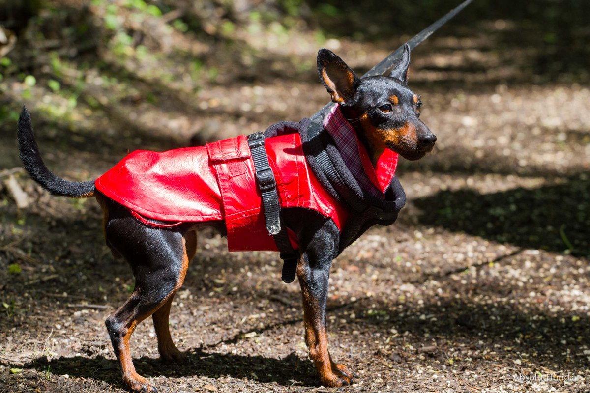 absoluthund's tweet photo. Aus meinem Hundealbum https://t.co/DMTljZJ2FV #Hund #Blog #Fotografie #Zwergpinscher https://t.co/x3QvEkgdXc