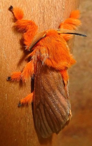 カンブリア大爆発 No Twitter 秘密にしておきたかった生き物 劇的ビフォーアフター ジュエルキャタピラーの成虫がこちら なんということでしょう トゥルトゥルなボディからフッサフサボディに大変身 これでもう スケスケのお身体をお隣さんに覗かれる心配は