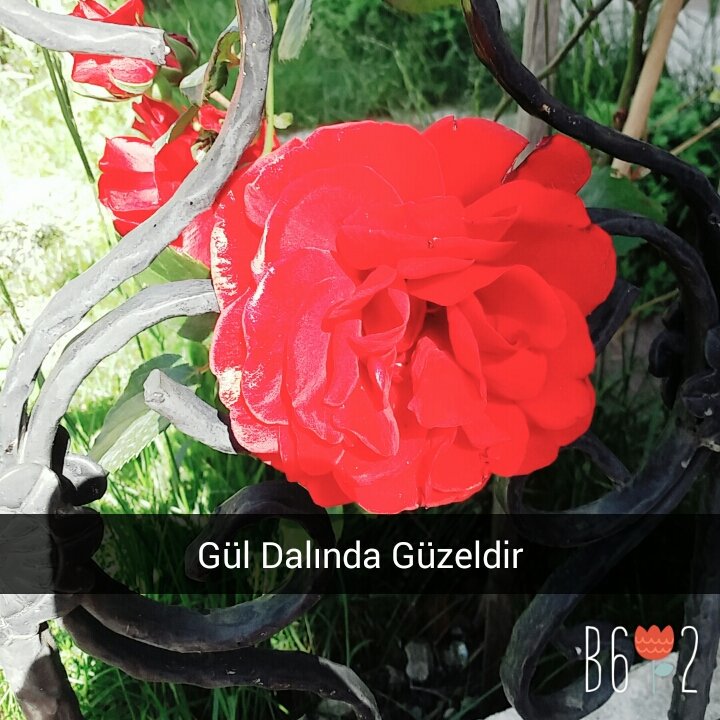 Gül Dalında Güzeldir