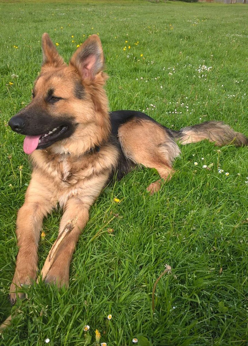 maxmuddypaws's tweet image. #AmazonPets