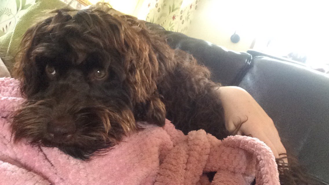 jessicabarnard_'s tweet photo. πΈπβ¨Betsy is currently watching escape to the country whilst being sprawled across me #cockerpoolife #chilling πΈπβ¨ https://t.co/NInouUBv3g