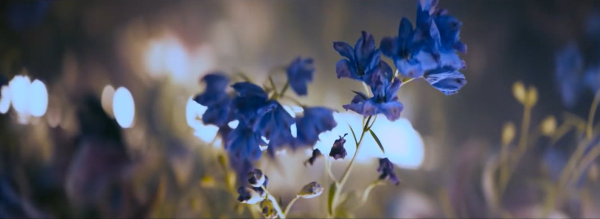가나 今更ですが Monsta X の걸어 All In の青い花 デルフィニウムです多分 花言葉 愛欲 激しい愛着 執着 高貴 有毒であり 食すると死に至る場合も