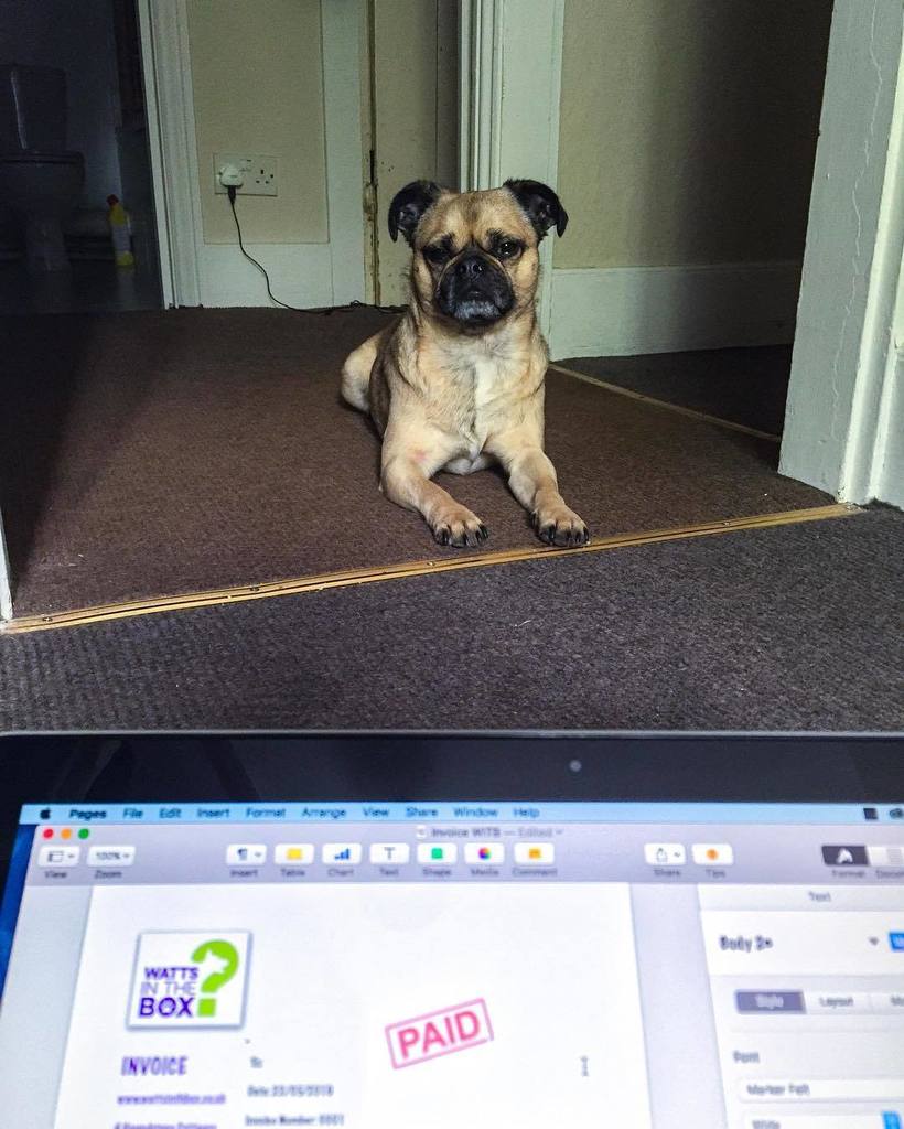 Puglee_Pug's tweet photo. Quite literally #restingbitchface! Ok Bella, I'm getting dressed now! WALKIES! #wattsinthebox #smallbiz #smallbusin… https://t.co/FMmt7oG2QI