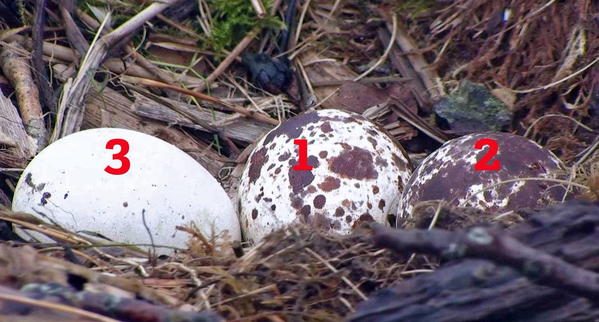 Dyfi Osprey Project tweet media