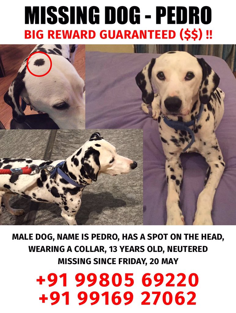 agletdesign's tweet photo. @Uber_BLR please help us #findPedro our missing dog. Alert your drivers! we would be so grateful!! Poster attached. https://t.co/nVKqb6Z8Ay