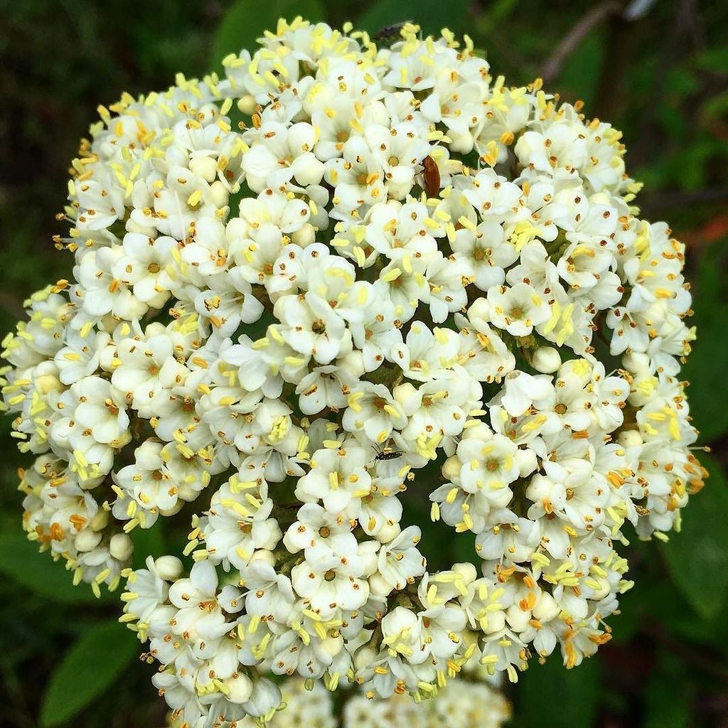 AnacletoRomeroM's tweet image. Калина Берквуда #садовыйцентр #садовник #садовод #сад #озеленение #благоустройство #калина #кустарник #питомник #пи…