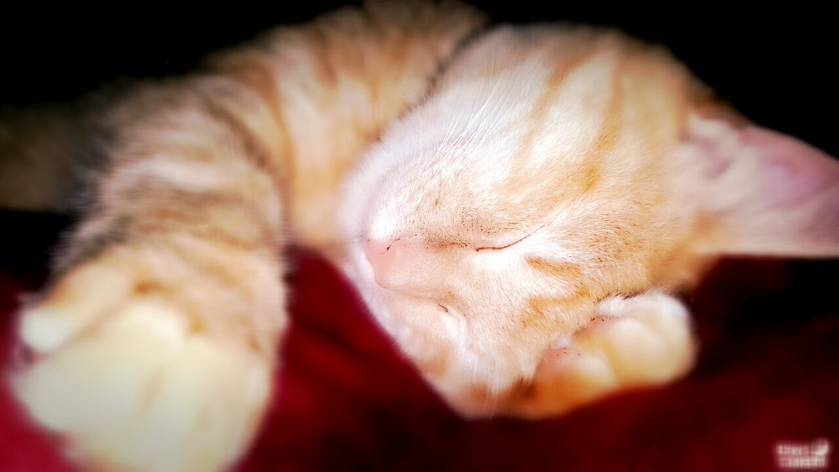 nandigold13's tweet photo. #KiwiCamera Lazy Sunday https://t.co/lvtJ5Bzz0W