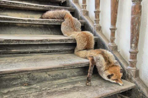 CrapTaxidermy's tweet image. When you're hungover and you need to get water...
