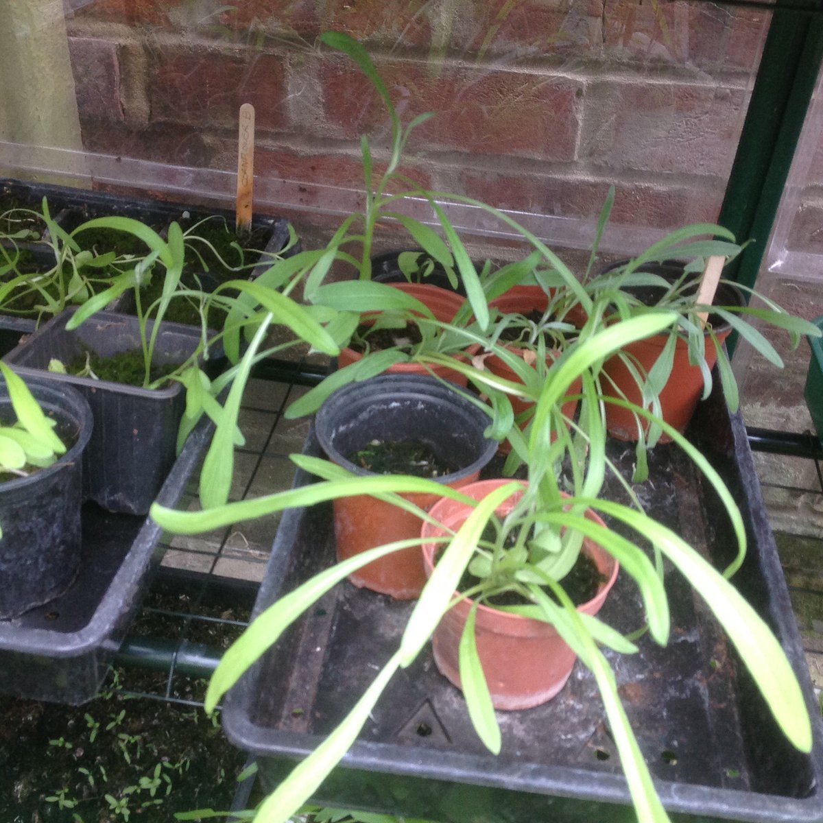 cheroddy's tweet photo. Plant stall in Ospringe Road 50p a pot https://t.co/nvXK0dvELn