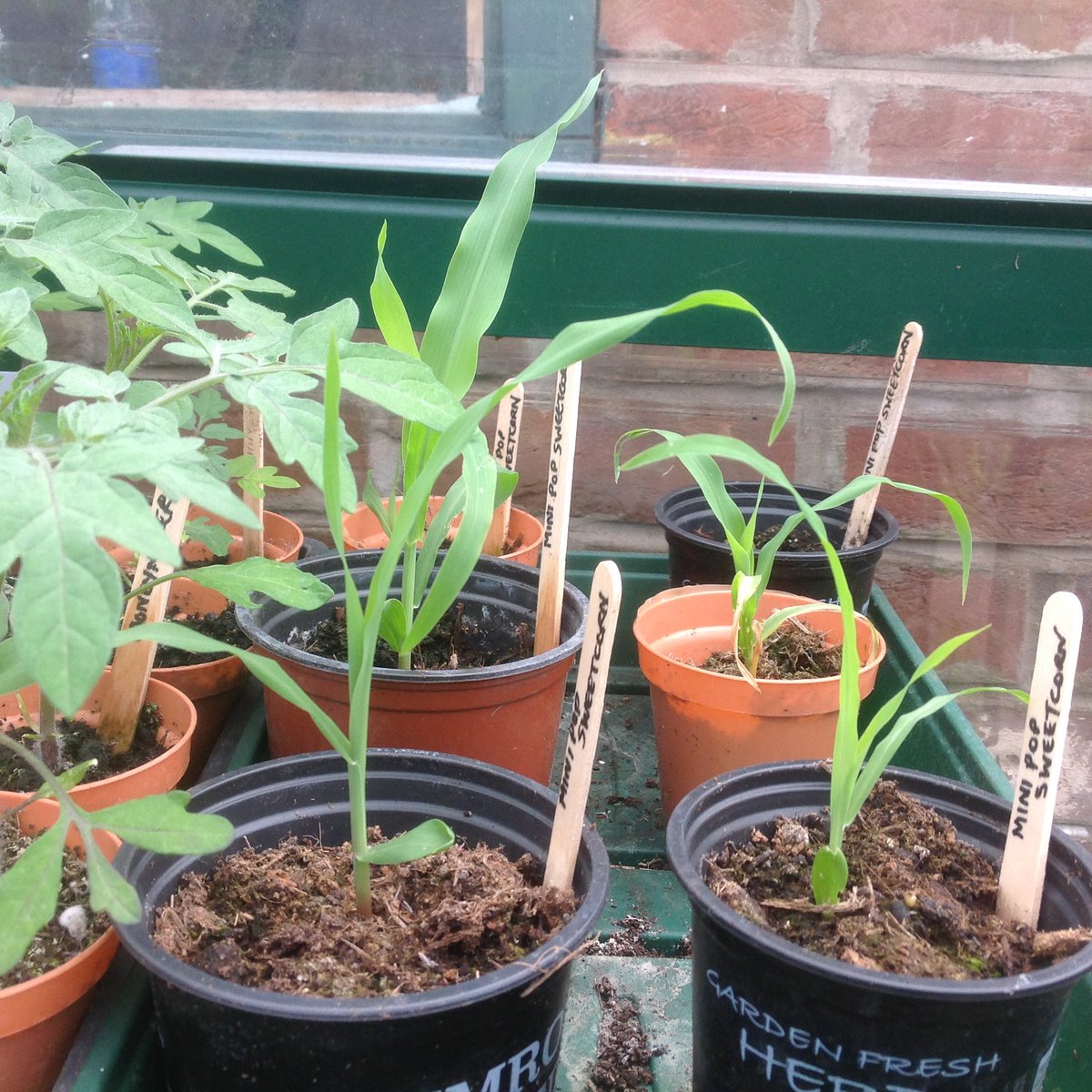 cheroddy's tweet photo. Plant stall in Ospringe Road 50p a pot https://t.co/nvXK0dvELn