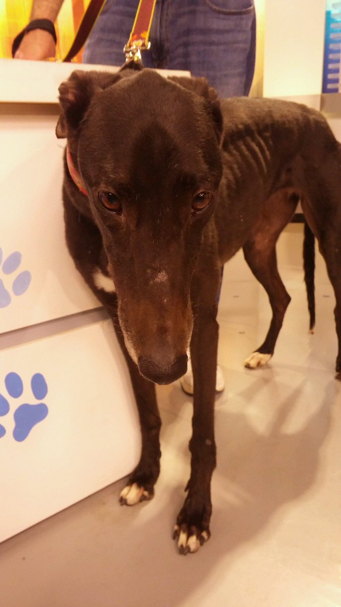 She didn't make it on the race track, now she needs a  family to love her! Pet Parade now! #wbz