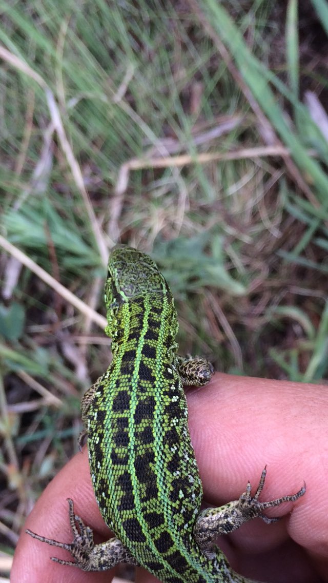 SidorovVI's tweet photo. Окрас😍🐊 https://t.co/W7Vx2ZdELS