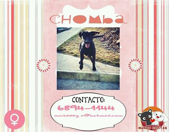 En adopción, esterilizada. La chorrera💙  <a href="/prensacom/">La Prensa Panamá</a> <a href="/CriticaPa/">Diario Crítica</a> <a href="/CuadrillaPenny/">Cuadrilla Penny</a> <a href="/PatasyPies/">Patas y Pies</a> <a href="/quinnannette/">Annette Quinn</a>