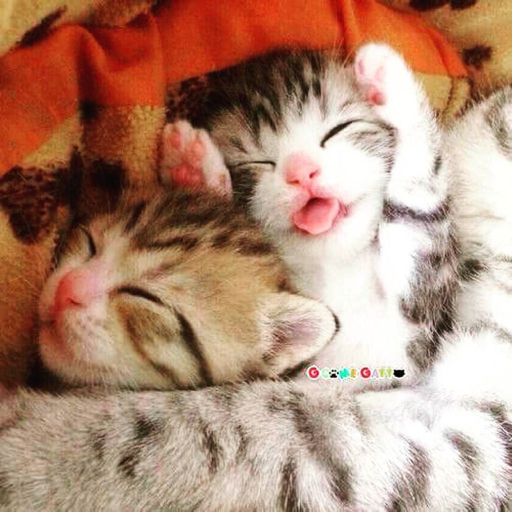 Cinemanimo1's tweet photo. https://t.co/uQjX6EiD2W Tanto stanchi!
#stanchezza #teneri #tender #gattini #gattinidinstagram #excellentkittens #… https://t.co/oLK7Z11cy4