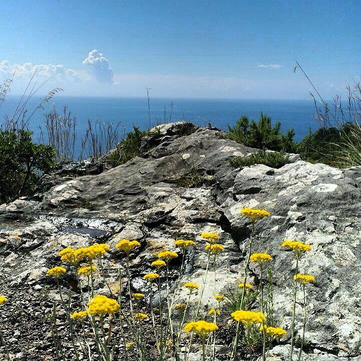 Nidoverde's tweet photo. #agerola #amalficoast #mountains #sea #view #hiking #path #flowers https://t.co/08ZOhz4mrJ
