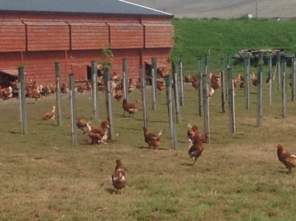 Suntan Sunday 🐥☀️ #freerangeeggs #freshproduce #scottish #eggs