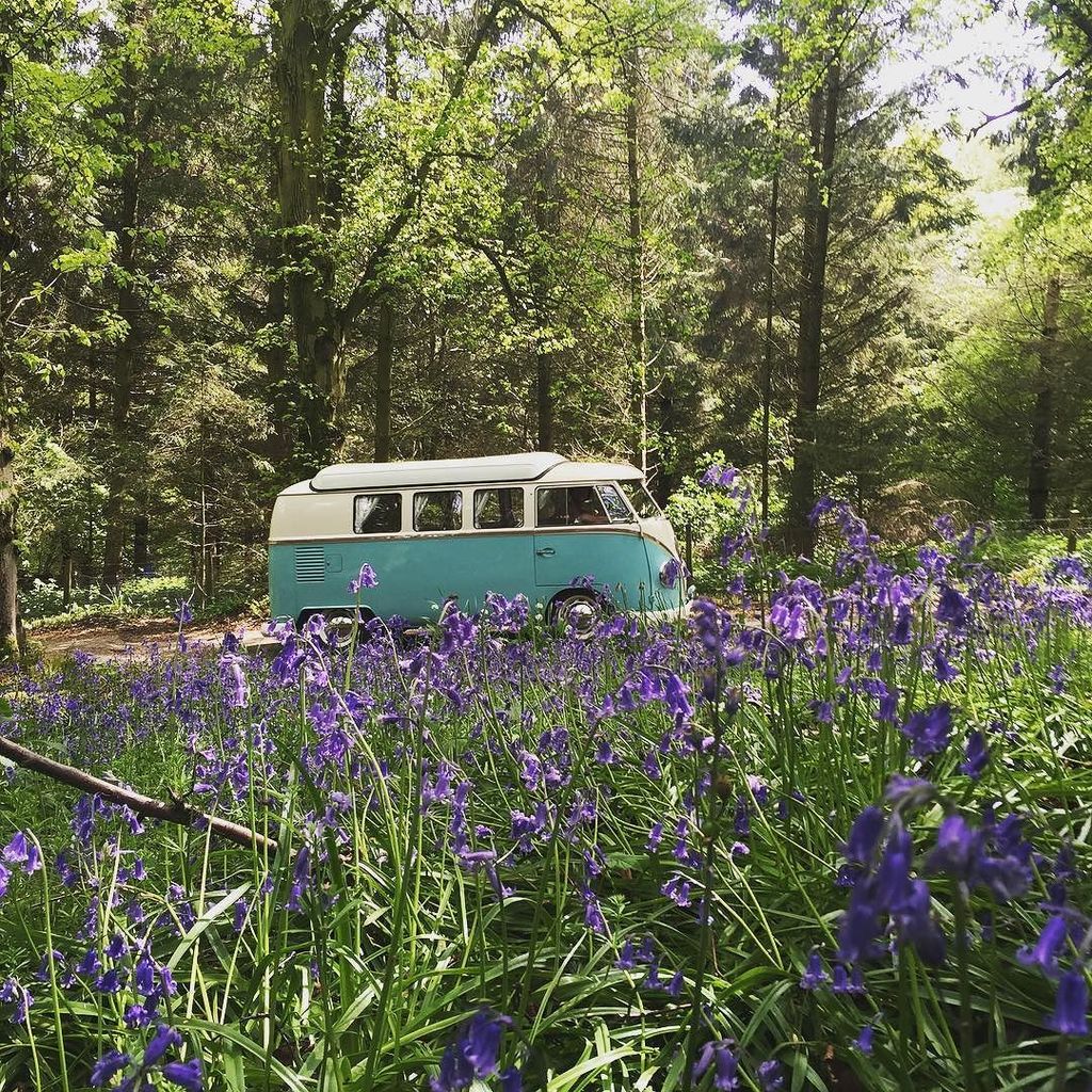 dubbusses's tweet photo. Gorgeous splitscreen in the bluebell woods! #vw #split #splitscreen #splitscreenvw #splitscreencamper #splitscreenb… https://t.co/hw83gQyfQT