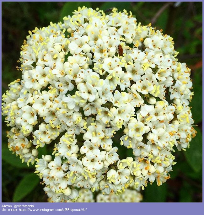 instarublevka's tweet image. Калина Берквуда #садовыйцентр #садовник #садовод #сад #озеленение #благоустр�