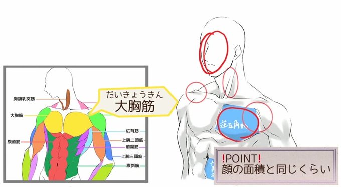 筋肉の描き方のtwitterイラスト検索結果 古い順