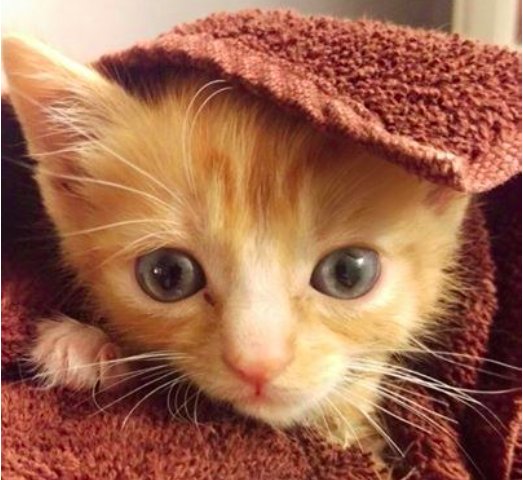 MEOW! Mac N Cheese + Legos = Cuteness overload! #kittens #AdoptDontShop buzzfeed.com/h2/vflt/juliar… <a href="/juliareinstein/">julia reinstein 🚡</a>