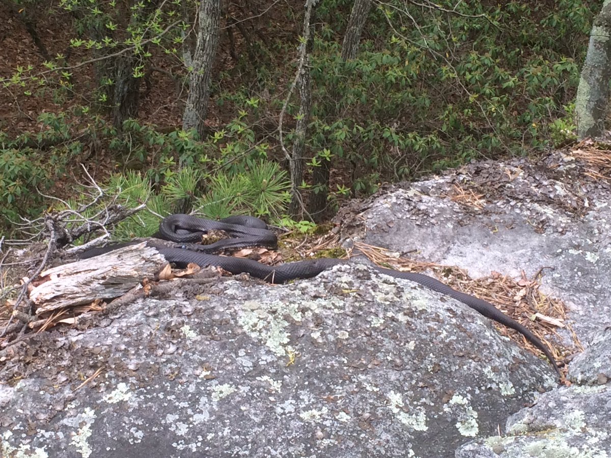 SnapOutdoors's tweet image. #hiking