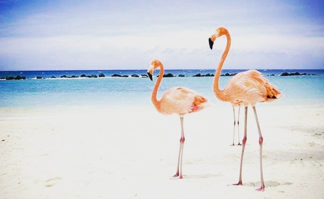 Exotic__Travel's tweet photo. 🐚 #Exotic #WeekendFun #Summit2016 #tourism #pictureoftheday https://t.co/th1sGb6YjZ