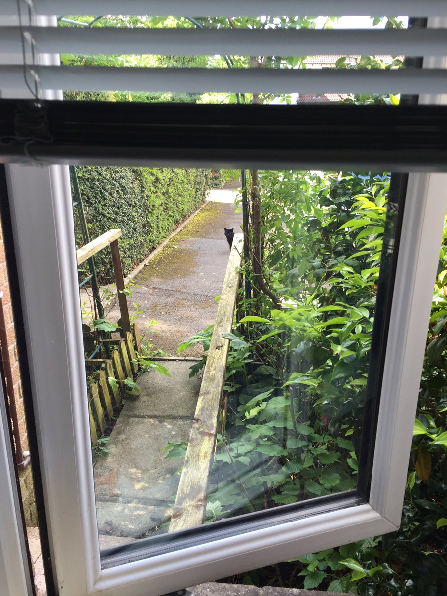 pazboard's tweet photo. This cat looks like it is mocking me through MY window . Surely a candidate for #pissycat @AledMrP https://t.co/4ejmUiDitE