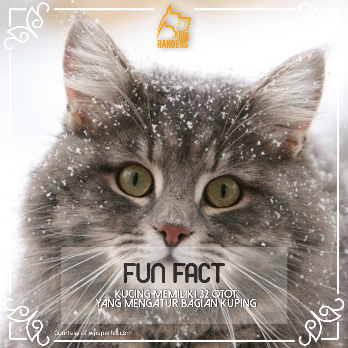 pawrangers_id's tweet photo. Hi Rangers, tau gak kalau kucing itu memiliki 32 otot yg mengatur bagian telinganya? #pawrangers #cats #funfact https://t.co/SCgm773pyu