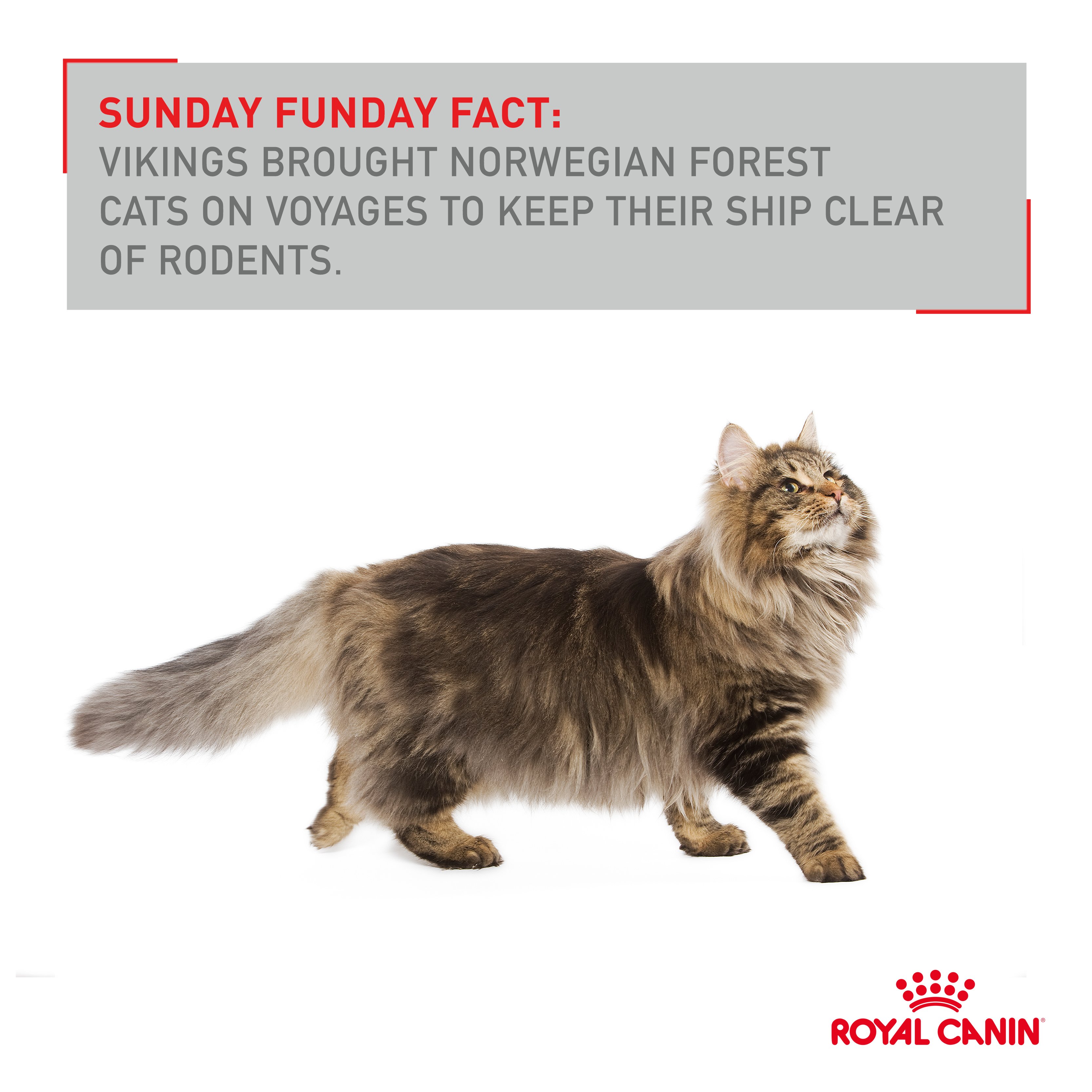 nood struik Nieuwjaar RoyalCanin on Twitter: "Sunday #FunFact: The Norwegian Forest Cat has a  double coat designed to withstand cold weather. https://t.co/5IGxOHIhDR" /  Twitter