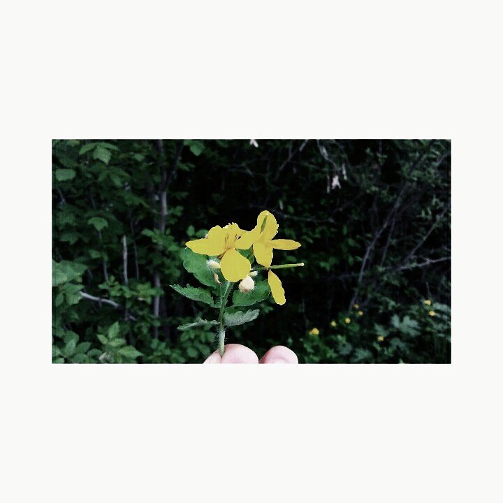 varyalol's tweet photo. Love flowers🌸💖 https://t.co/LVAf5gDlh3