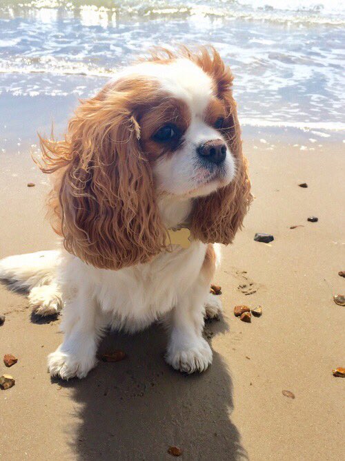 BeachAnimals's tweet photo. This puppy and the beach are all I really need in life😍 https://t.co/ETV18Glnes