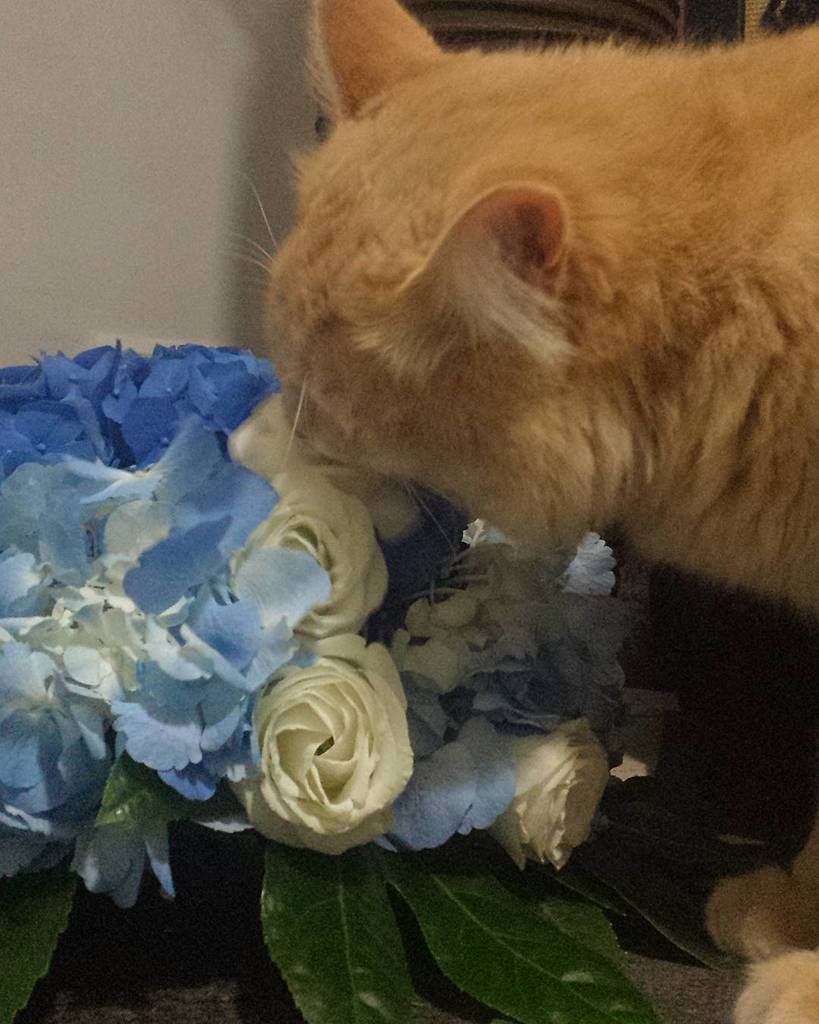 circlingsquare's tweet photo. ππ #gatto #chaton #cat #cats #catstagram #likeforcat #igattifannoibiglikes #ortensia #blue #flowers #rose #l4l #f4fβ¦ https://t.co/YjqkRdUZEz