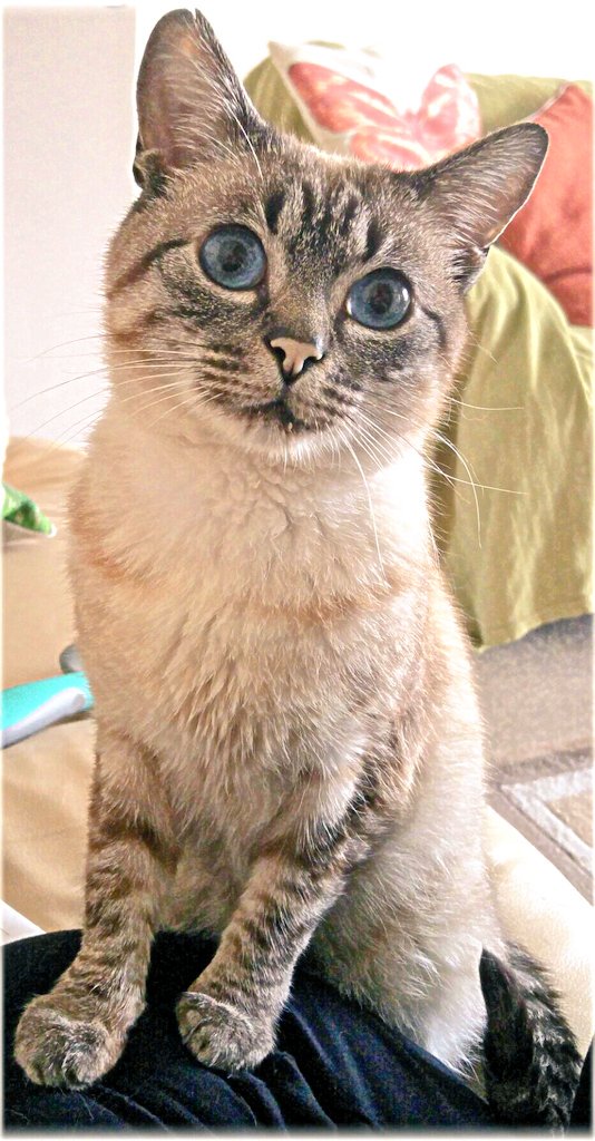 samsons_story's tweet photo. Look into my eyes...
#hypnotic #worldscutestcat #CatsOfTwitter #sundayselfie #fivpositiveisnotanegative #felineckd https://t.co/8lBkY4pWoO