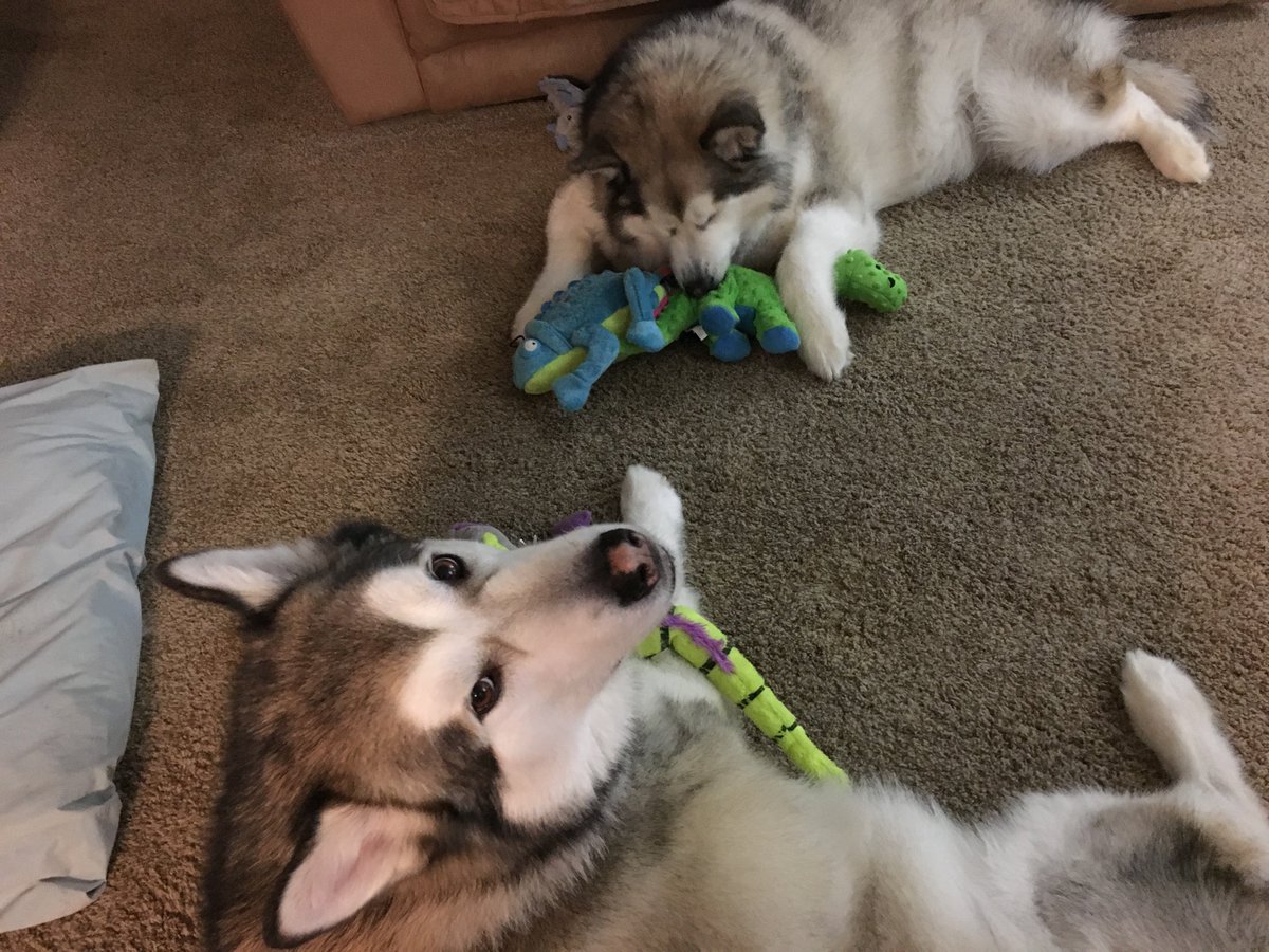 bckirsch's tweet image. Dogs chew the remote on Saturday- @amazon delivers on Sunday #amazonrocks #amazon #dogsprefertreats