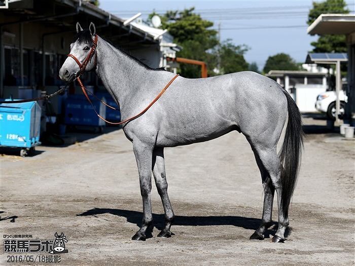 競馬ラボ マウントロブソン Mountrobson 日本ダービー 東京優駿 競馬 Keiba 馬体解説はコチラ T Co Smswqauuyo