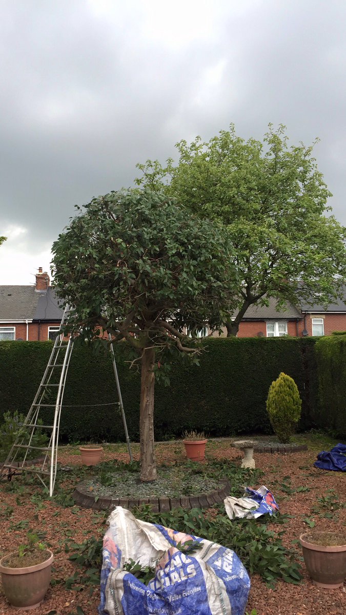 stantimmins's tweet photo. Do your trees or hedges need trimming call Liam on 07966 207280 for a free quote https://t.co/f9fN5DrAf0