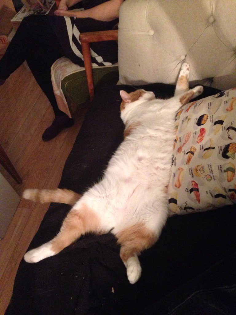 soupytoasterson's tweet photo. Manspreading is real #maxoftheday #cats https://t.co/dwHDFjq7E1
