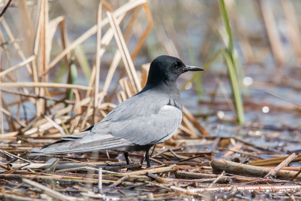 BarryDivingbug's tweet photo. Black Tern from Algoma District, Ontario https://t.co/7bkV7nuA0l