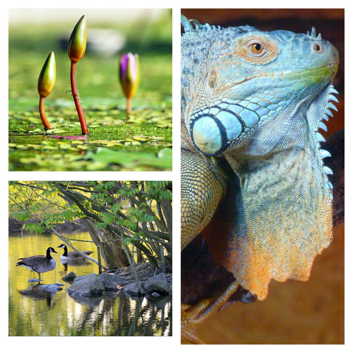 Hoy es el Día Internacional de la Biodiversidad. Celebremos y protejamos la variedad de vida de nuestros ecosistemas