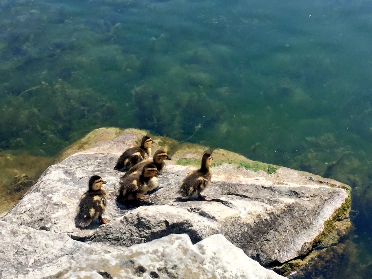 darcyboucher's tweet photo. Cute ducklings in @cityofkingston @downtownktown. So nice out that all creatures had to come out &amp; enjoy sunshine! https://t.co/h516TnQZVO