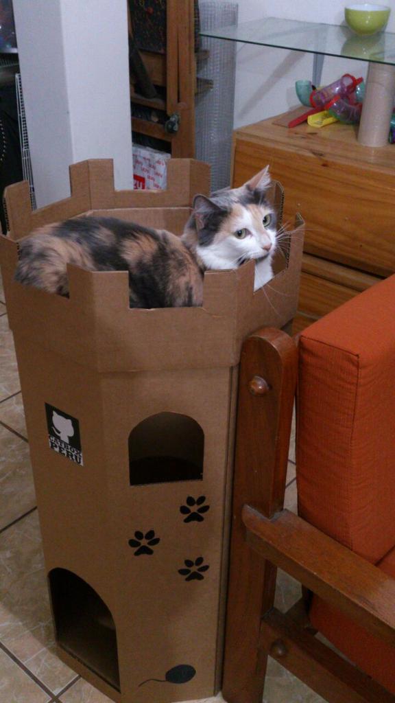 CatBoxPeru's tweet image. Gatitos felices! #Catboxperu
