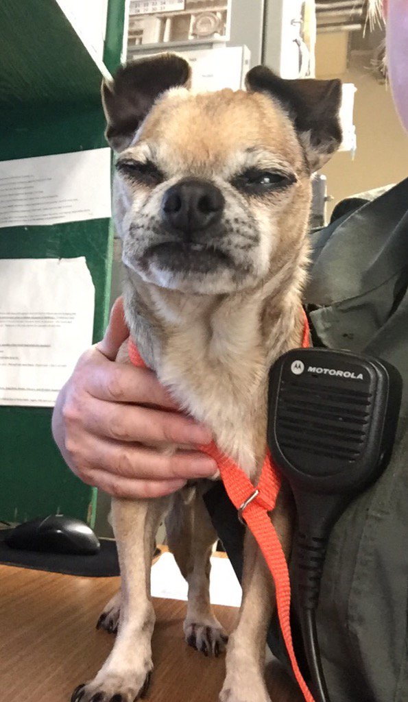 OfficerEdith's tweet image. If your air is now clean and sweet smelling it's because you lost your dog. He smells like satan. Come get him.