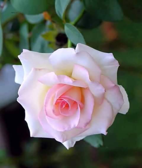 marwa (@marwayousif9) on Twitter photo 